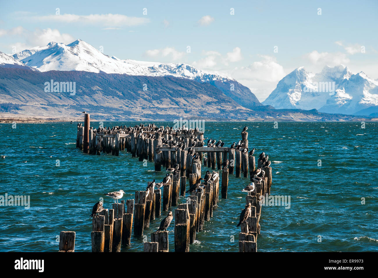 König Kormoran-Kolonie, alten Dock, Puerto Natales, Antarktis Patagonien, Chile Stockfoto