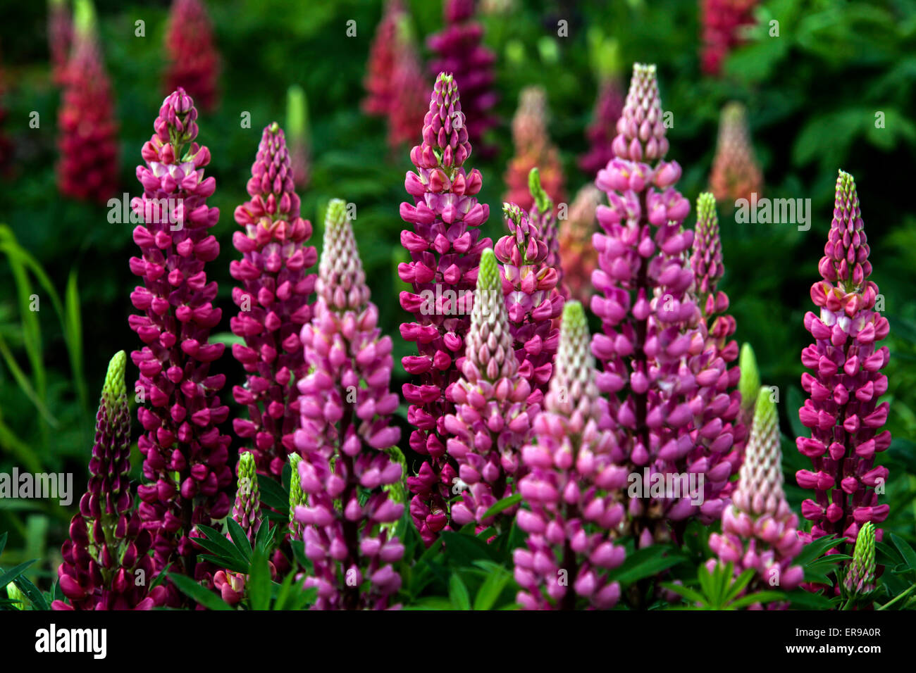 Garten Lupinen Lupinus polyphyllus, pink und lila Garten