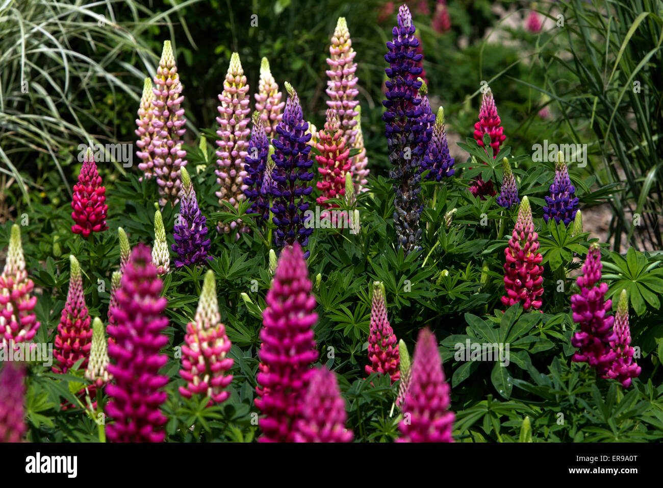 Garten Lupinen Lupinus polyphyllus, Schöne lila mehrjährige Pflanze Stockfoto