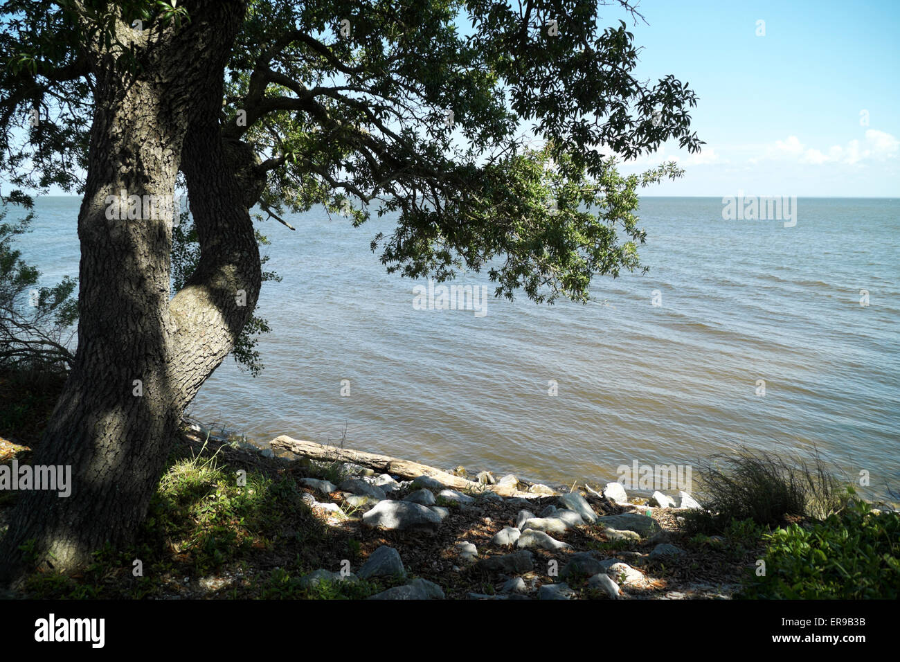 Alten Baum lehnt sich über Mobile Bay auf der Fort Morgan-Halbinsel in der Nähe von Gulf Shores, Alabama Stockfoto