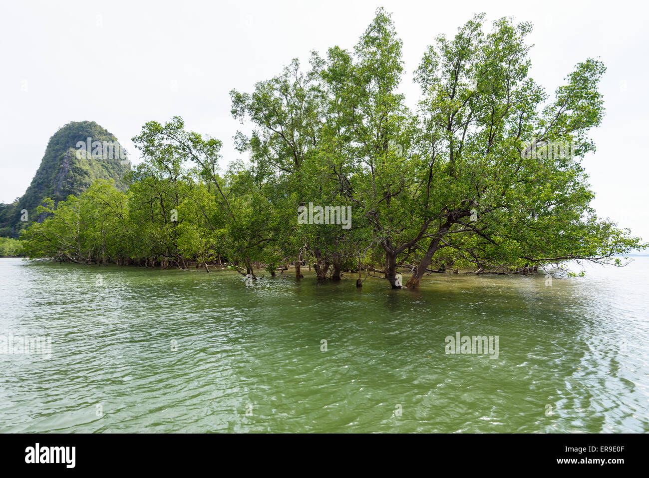 Avicennia Officinalis ist eine Baumart des Mangrove Wasser am Meer in der Bucht von Phang Nga oder Nationalpark Ao Phang Nga, thailändische abhängig Stockfoto