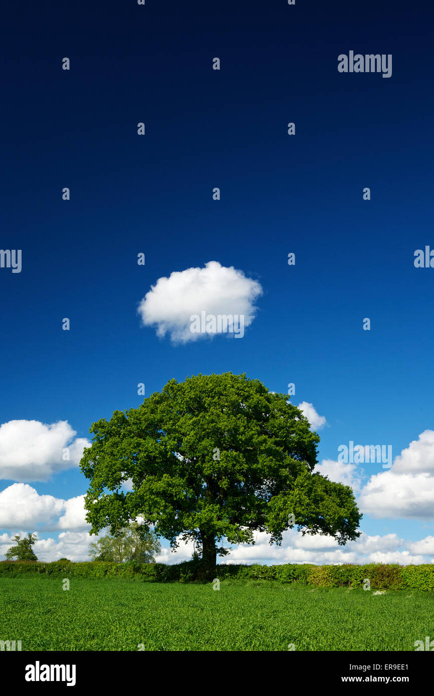 Eiche im Feld mit blauer Himmel und eine Wolke Stockfoto