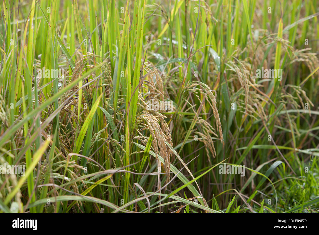 Reis, bereit für die Ernte in einem Feld in Hsipaw, nördlichen Burma (Myanmar). Stockfoto