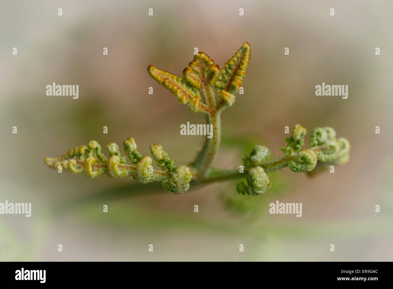 Bracken-Wedel Stockfoto