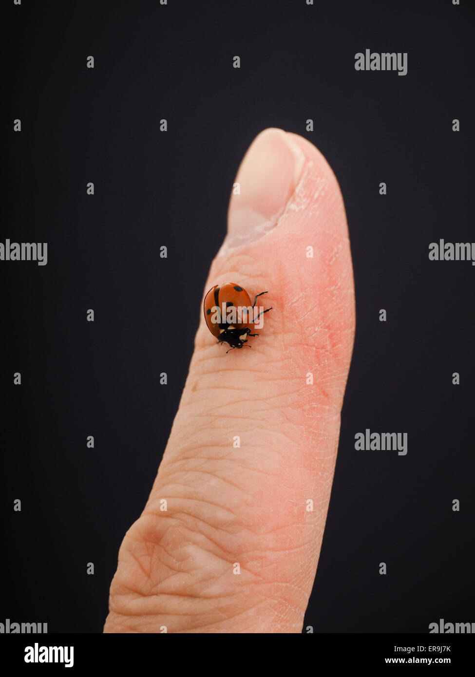 Marienkäfer gehen nach unten auf einen Finger auf schwarzem Hintergrund isoliert Stockfoto