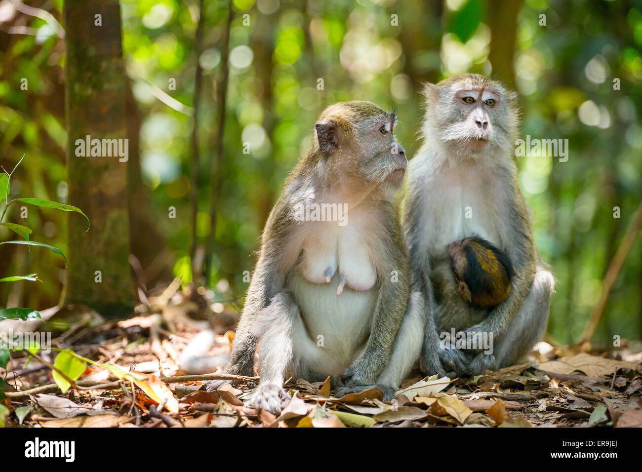 Zwei weibliche Makaken mit einem Baby im Gunung Leuser Nationalpark, Sumatra, Indonesien Stockfoto