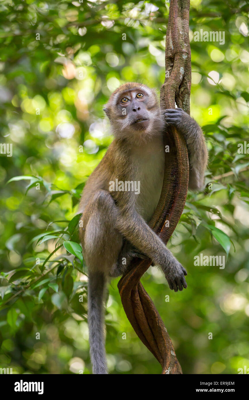 Makaken hängt an einer Liane im Gunung Leuser Nationalpark, Sumatra, Indonesien Stockfoto