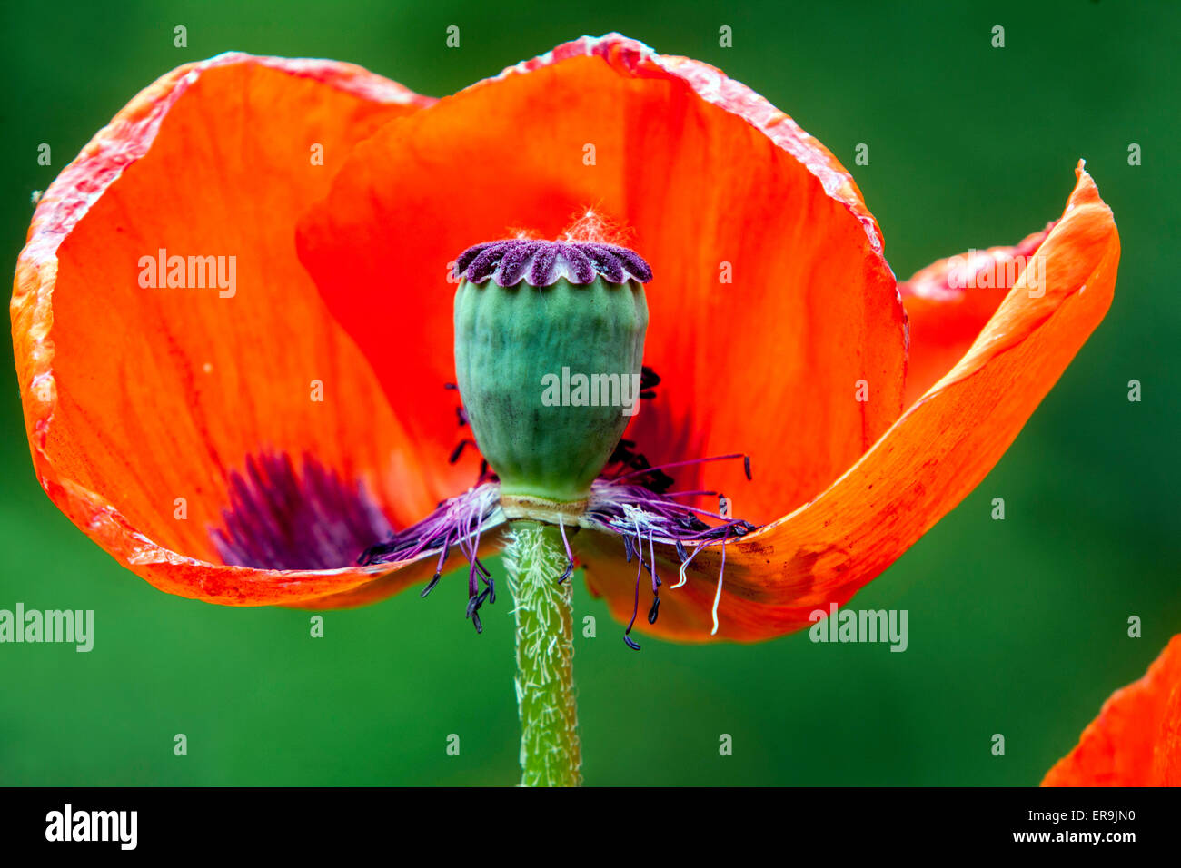 Orientalischer Mohn rot Papaver orientale Stockfoto