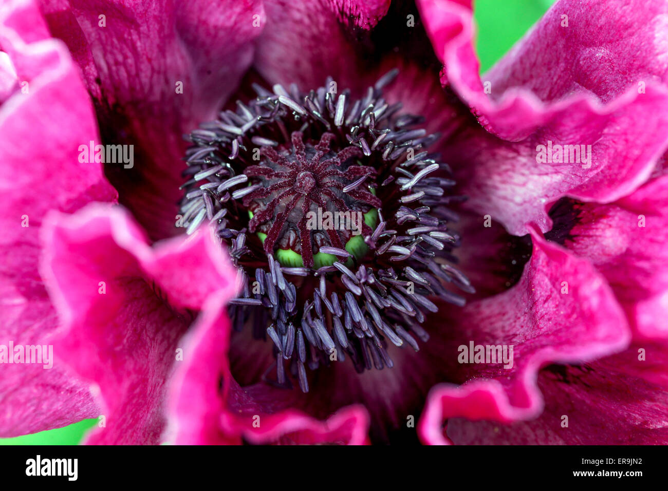 Orientalischer Mohn, Lila Papaver' Harlem' close up Blume Stockfoto