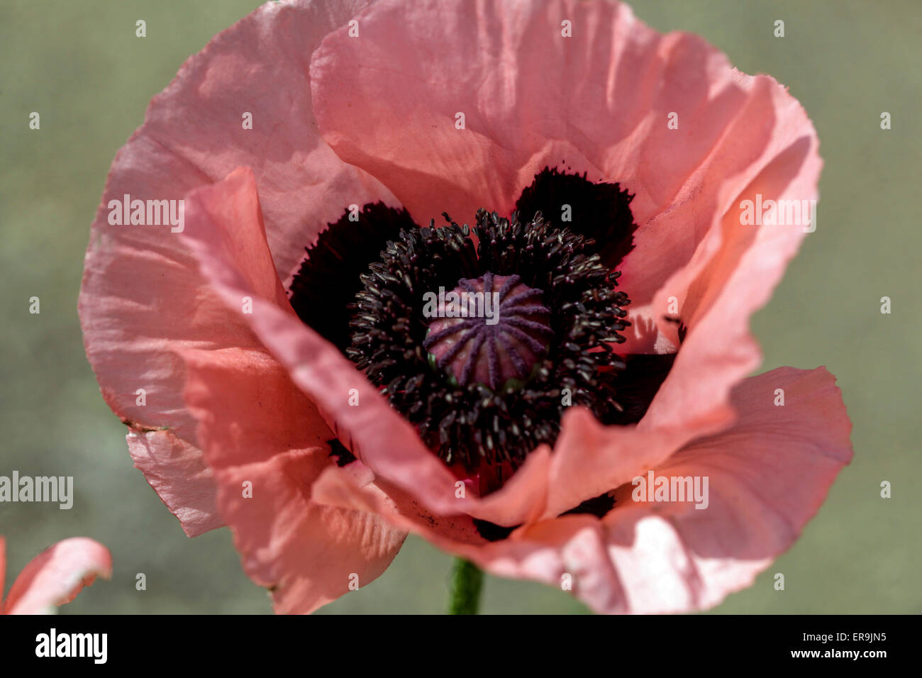 Orientalischer Mohn, Papaver Rosa Mohnblume close up Blume Stockfoto