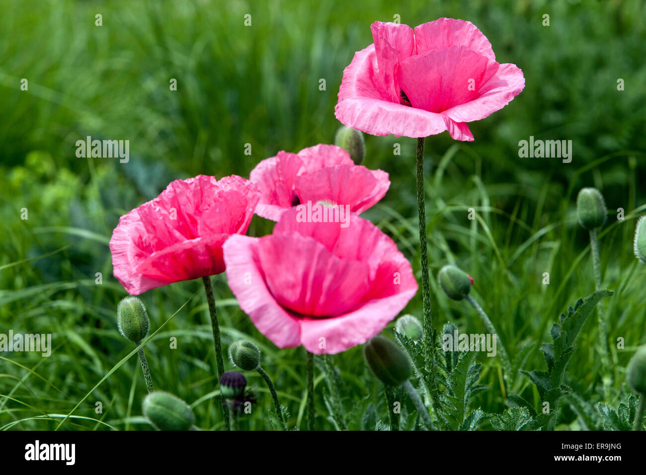 Rosa Mohnblumen Papaver Blumen Stockfoto