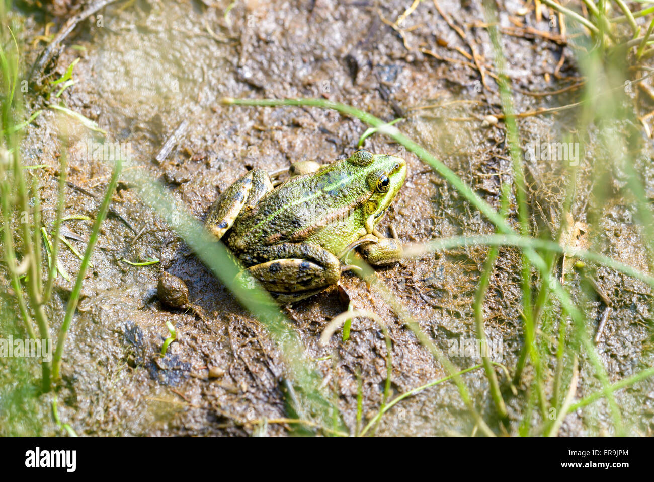 Nahaufnahme eines grünen und braunen Frosch in der Nähe von Dnepr in Kiew, Ukraine Stockfoto