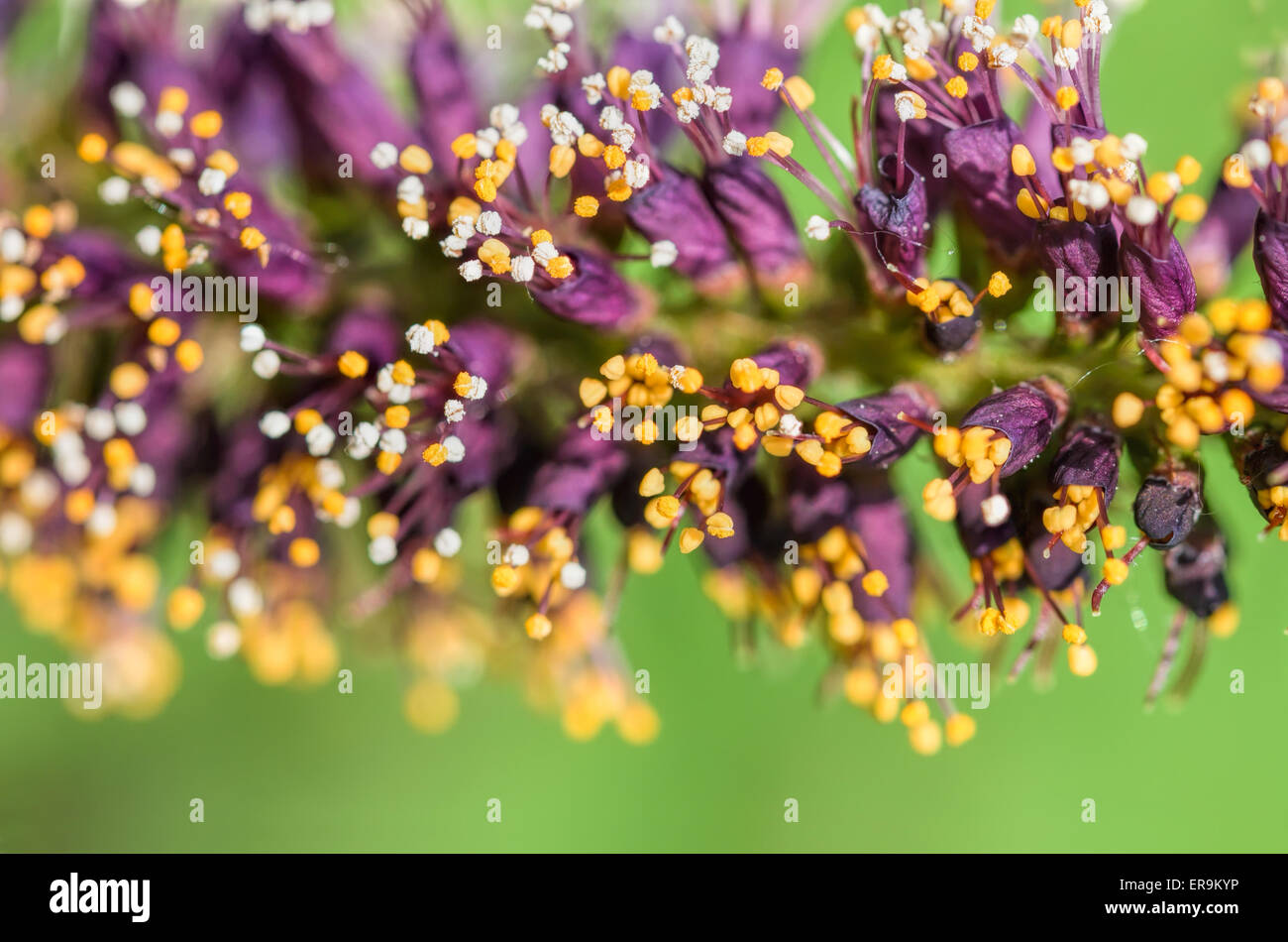 Makrofoto des rosa Akazie Knospen mit weißen und orangefarbenen Staubgefäßen voller Pollen und neue rosa Blüten Stockfoto