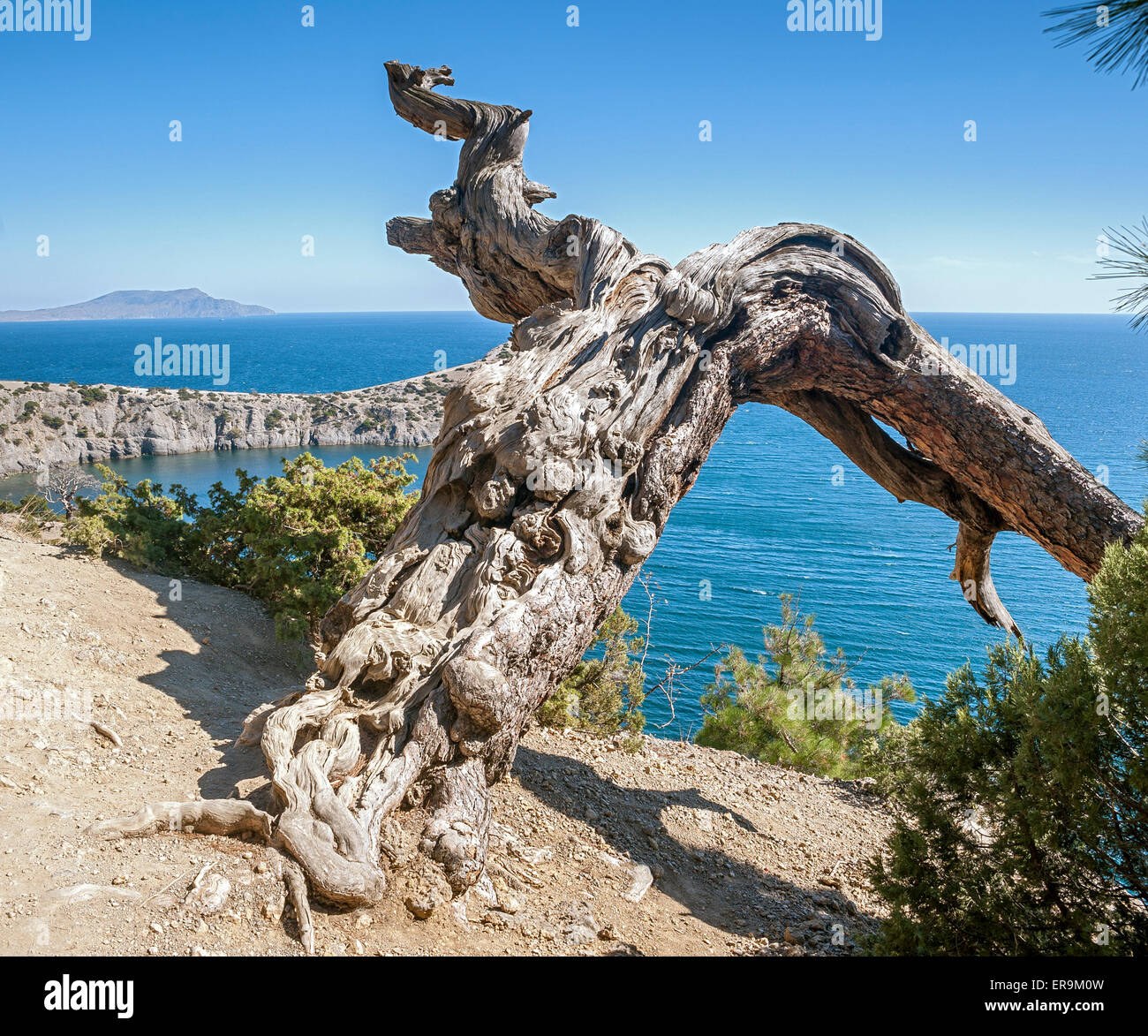 Krim, in der Nähe von Dorf Novy Svet. Blue Bay mit dem königlichen Strand. Reliquie Wacholder und Kiefern Waldungen, auf wundersame Weise wachsen auf r Stockfoto