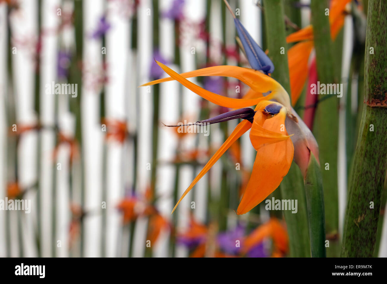 Blumen auf Floraart, 50 Internationale Gartenschau in Zagreb, Kroatien, am 27. Mai 2015 ausgesetzt. Stockfoto