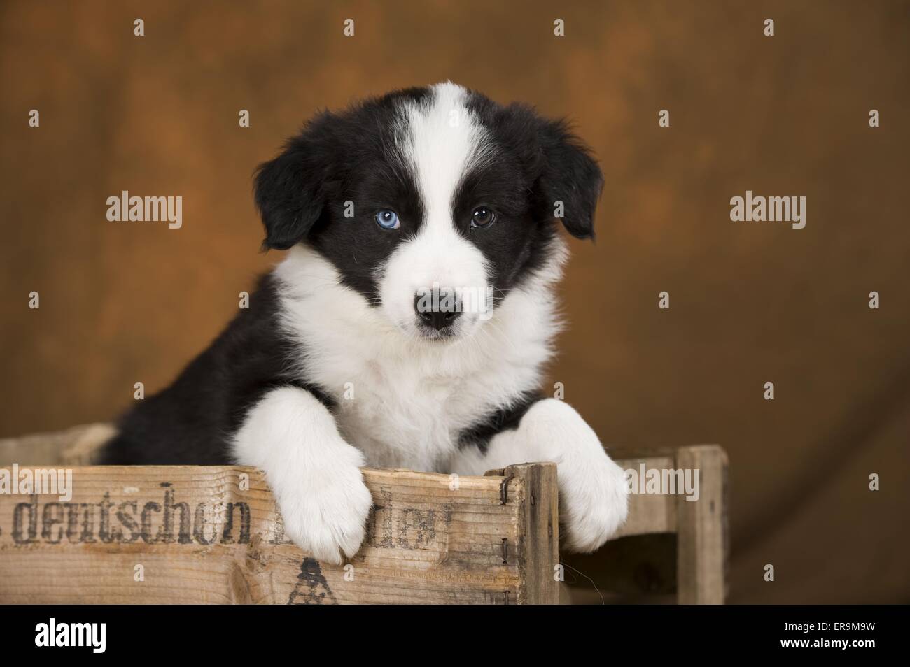 Border-Collie-Welpen Stockfoto