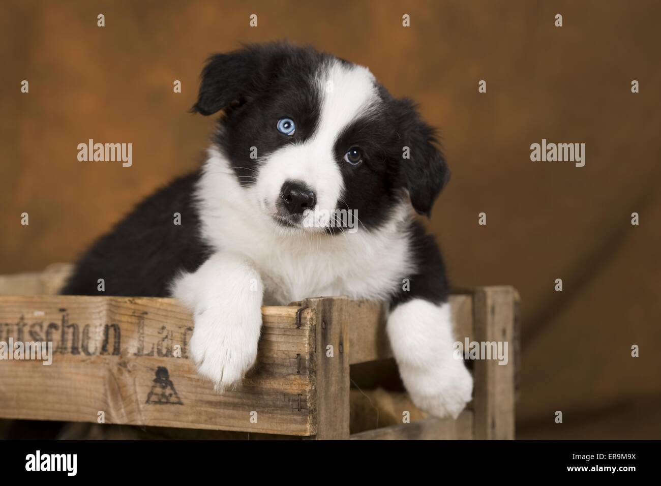 Border-Collie-Welpen Stockfoto
