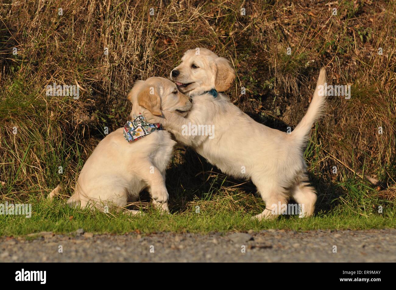 Golden Retriever Welpen Stockfoto