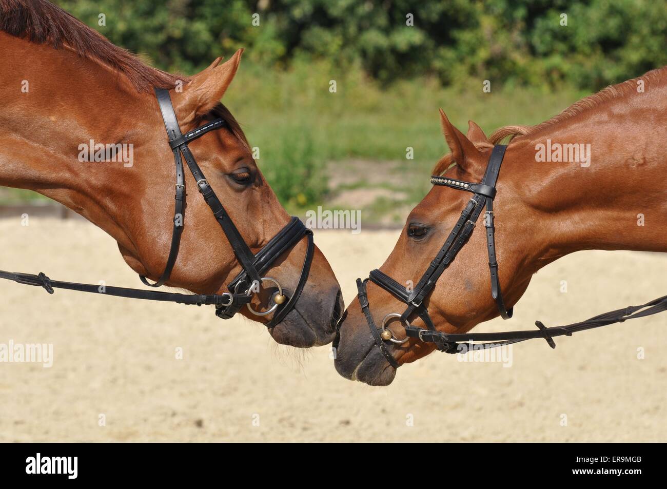 2 Warmblüter Stockfoto 2 Warmblüter Stockfoto