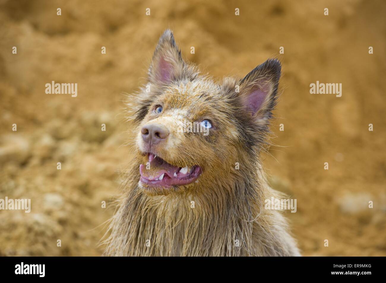 Australian Shepherd-Portrait Stockfoto