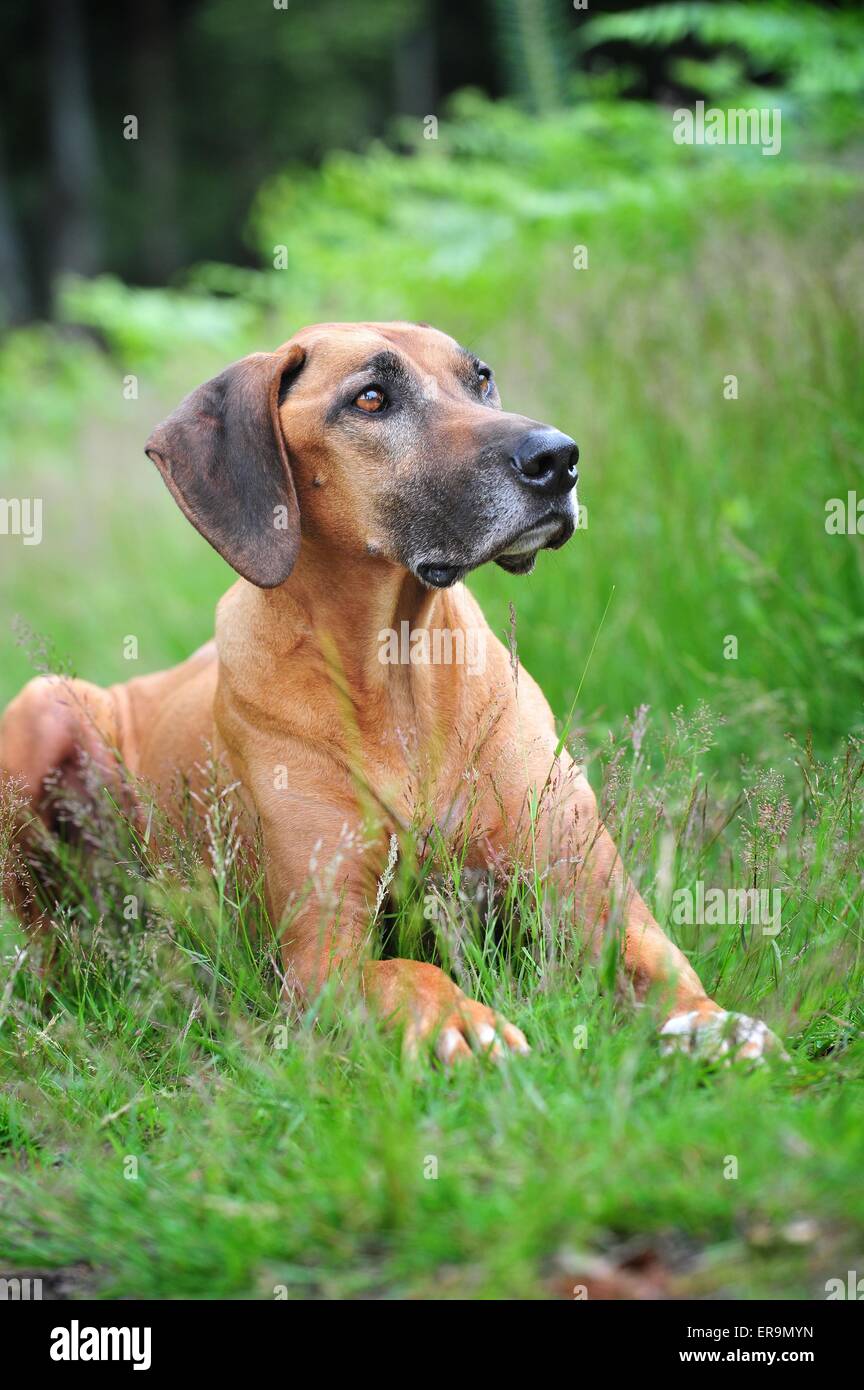 Rhodesian ridgeback great dane -Fotos und -Bildmaterial in hoher ...