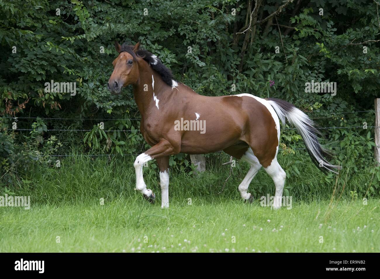 Traber Paint Horse Stockfoto