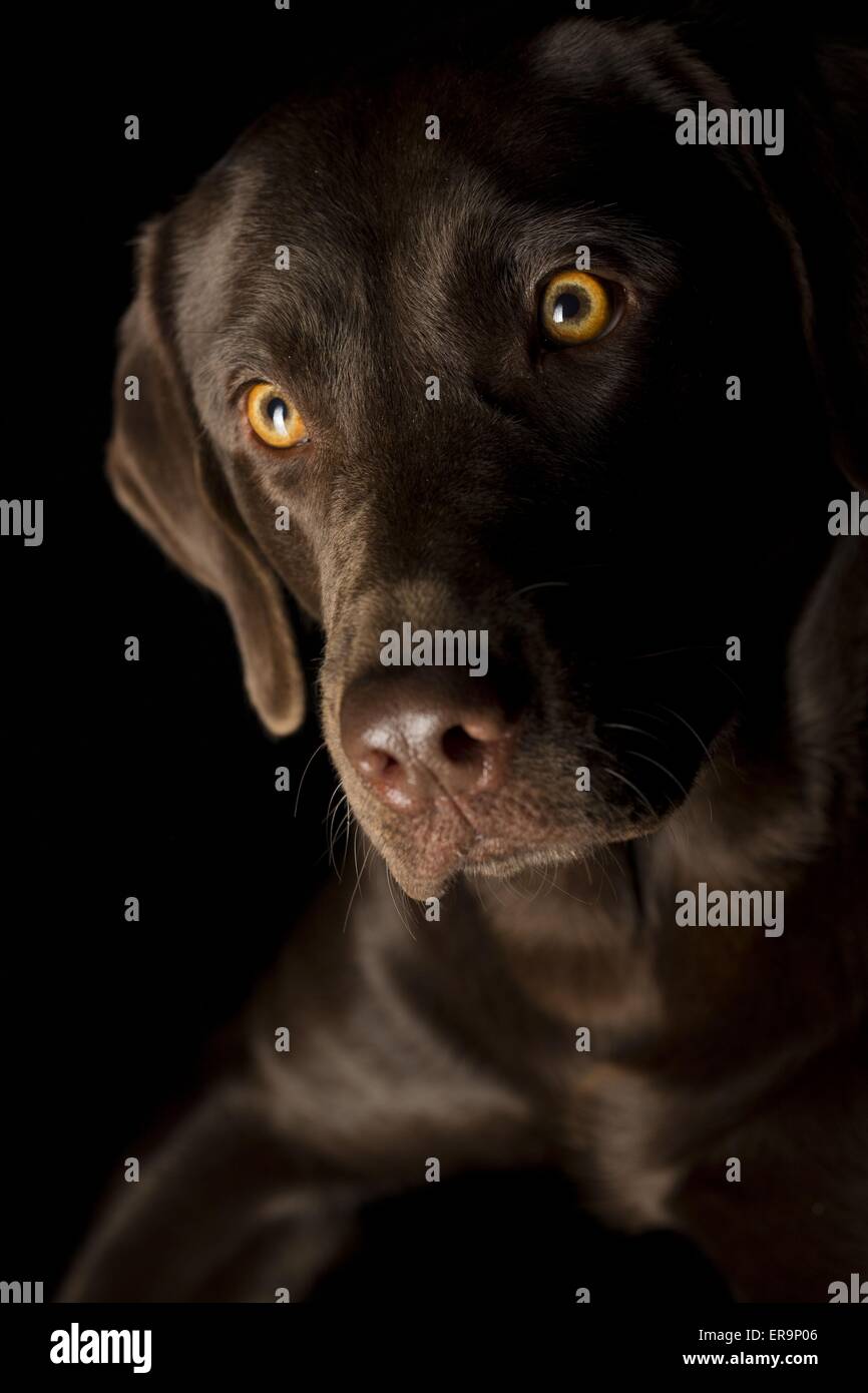 Labrador Retriever Porträt Stockfoto