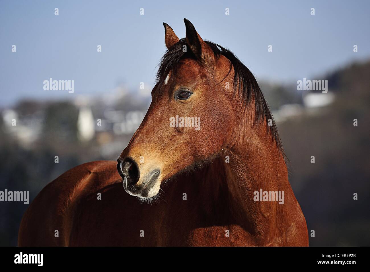 Kreuzung Porträt Stockfoto