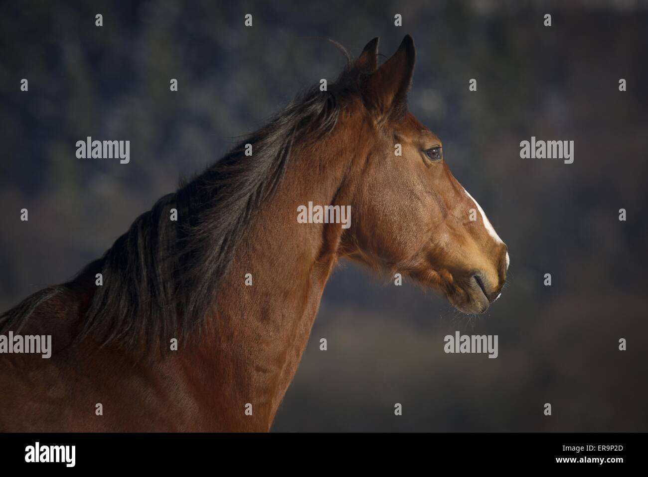 Warmblut-Porträt Stockfoto Warmblut-Porträt Stockfoto