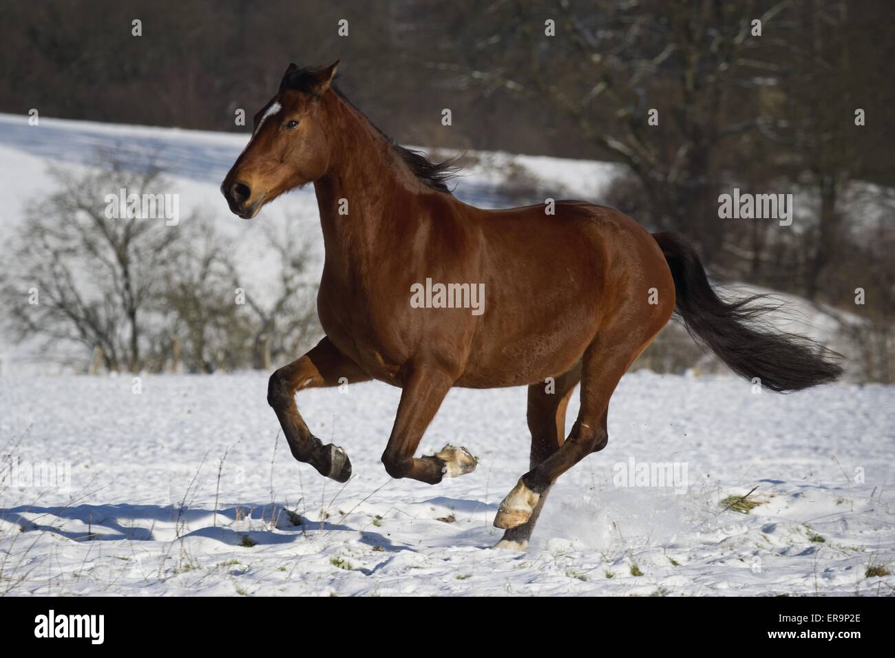 im Galopp Warmblut Stockfoto im Galopp Warmblut Stockfoto