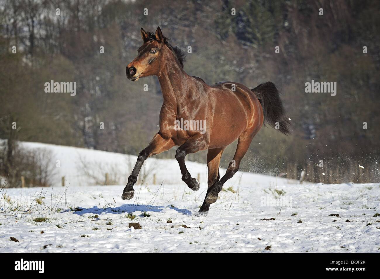 im Galopp Warmblut Stockfoto im Galopp Warmblut Stockfoto