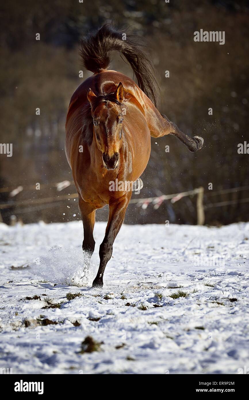 treten Warmblut Stockfoto treten Warmblut Stockfoto