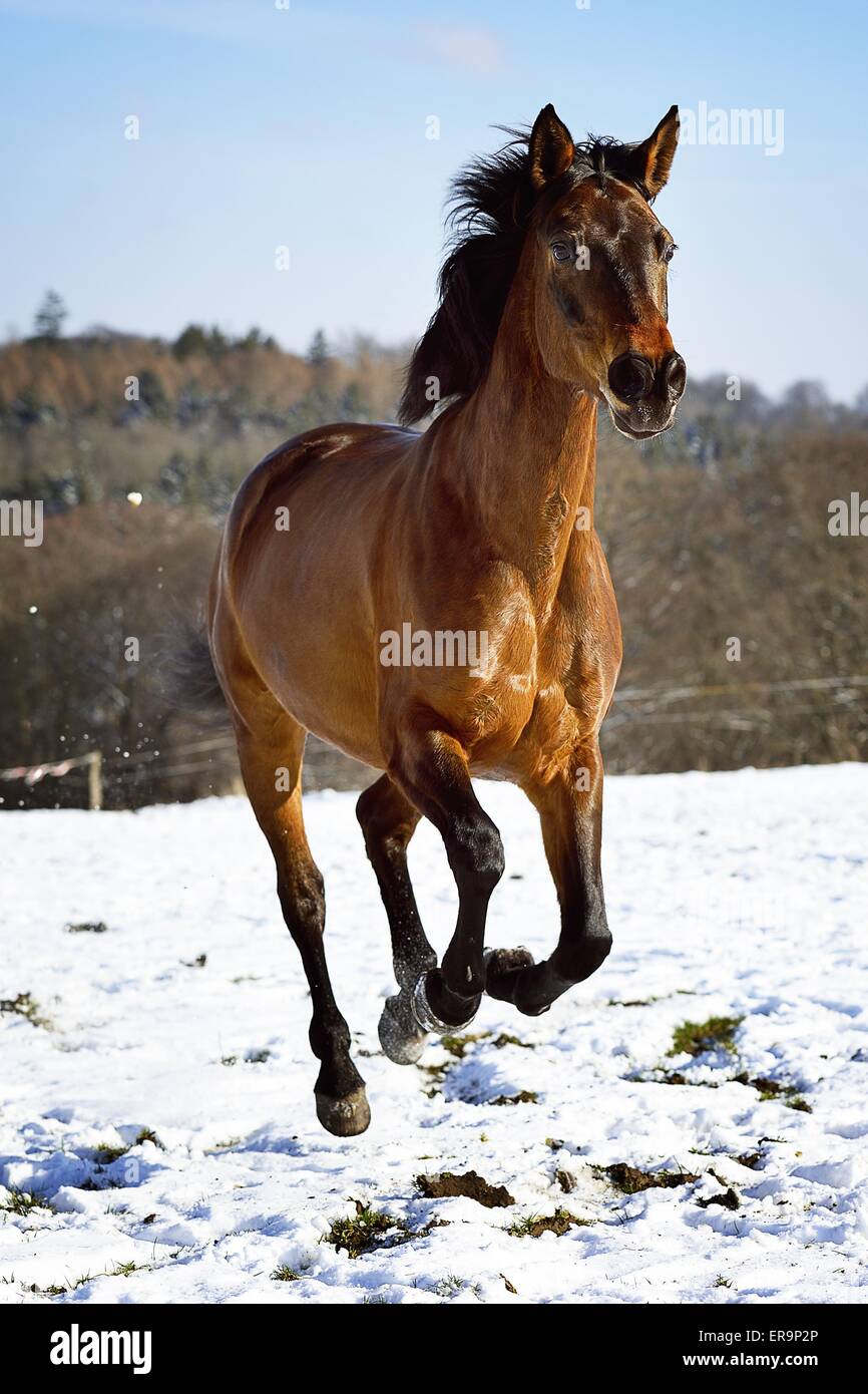 im Galopp Warmblut Stockfoto im Galopp Warmblut Stockfoto