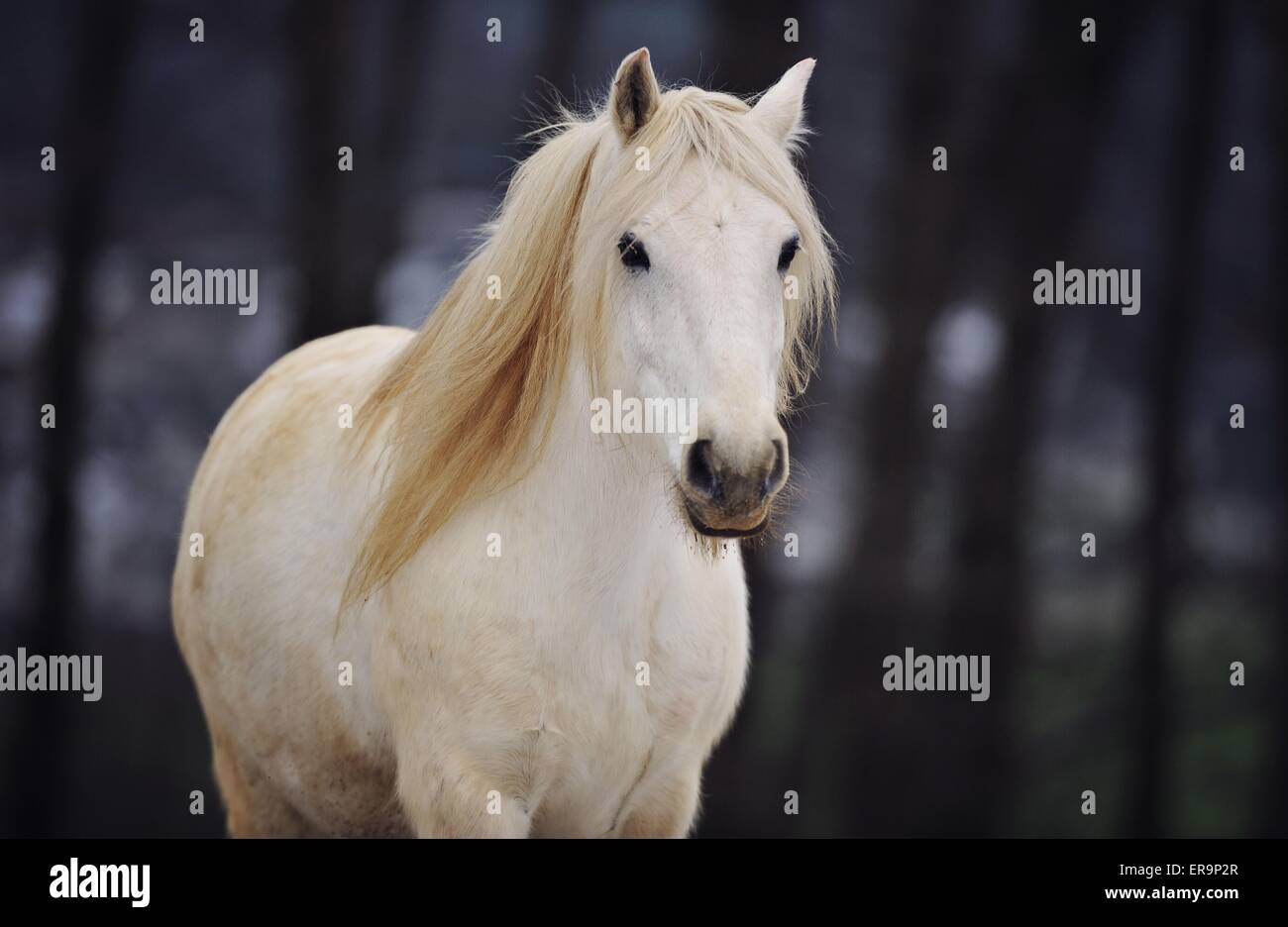Warmblut-Porträt Stockfoto Warmblut-Porträt Stockfoto