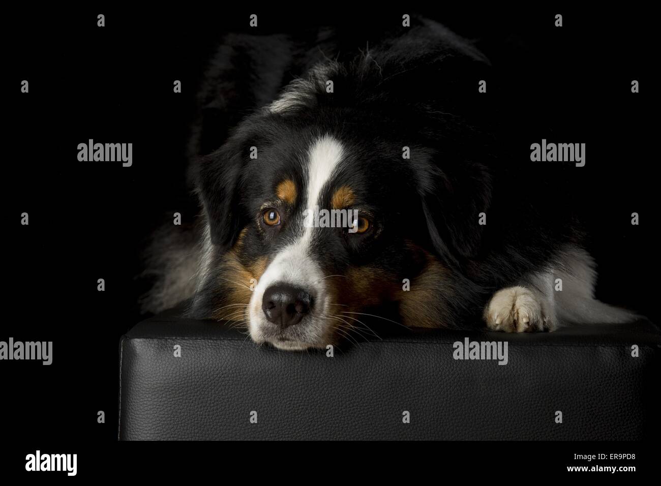 Australian Shepherd liegend Stockfoto