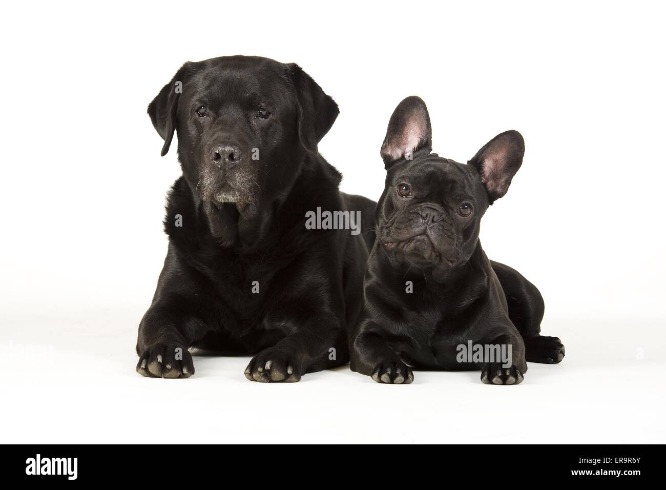 2 Hunde Stockfoto