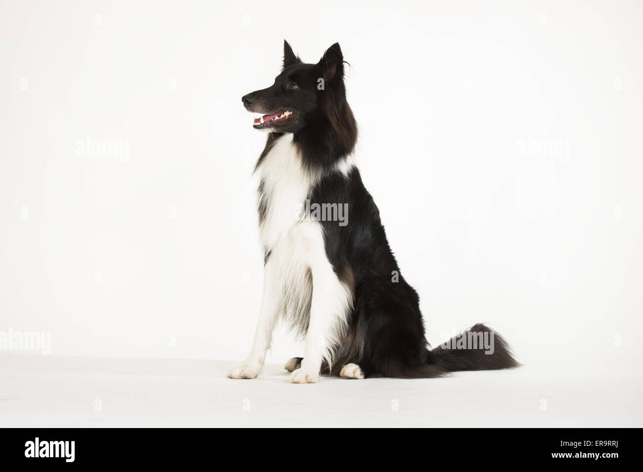 sitzen-Mischling Stockfoto