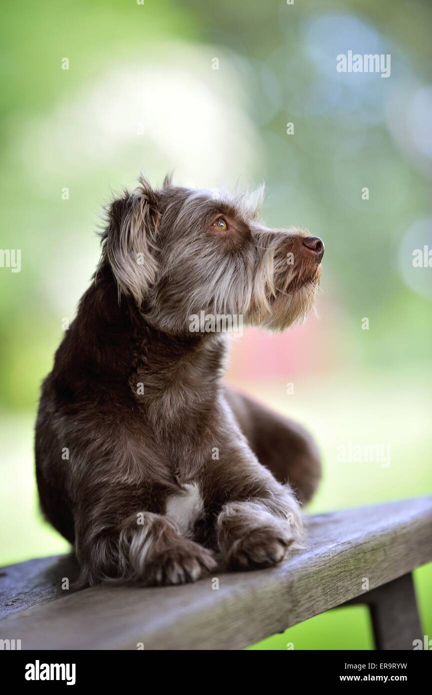 liegenden Mischling Stockfoto