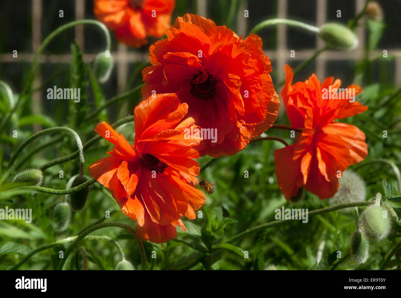 Bereich der Blumen poppy(Papaver). Stockfoto