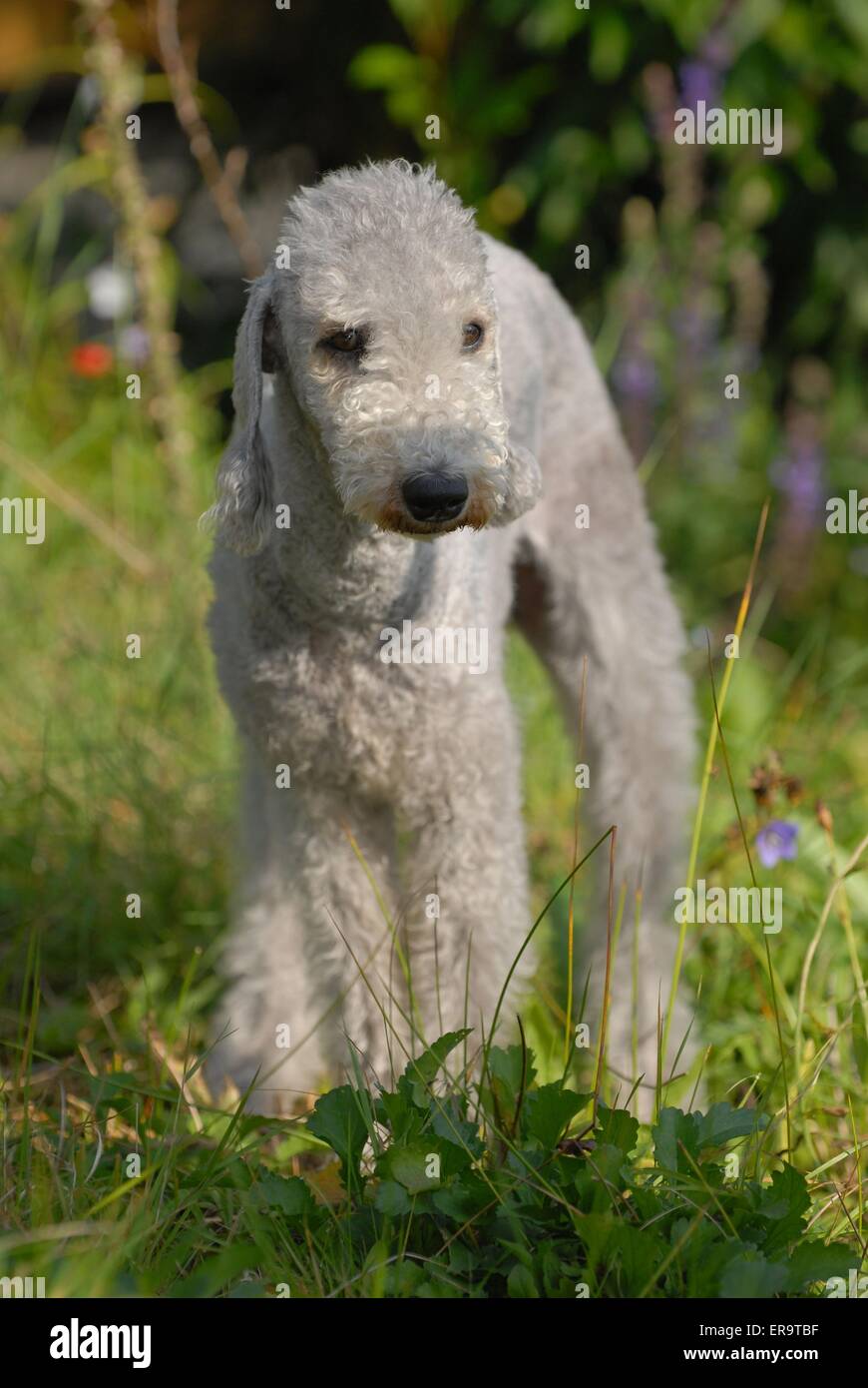 Bedlington Terrier Stockfoto