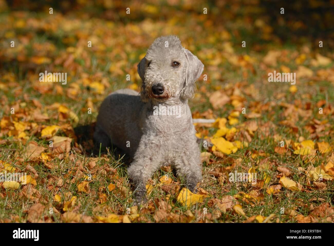 Bedlington Terrier liegend Stockfoto