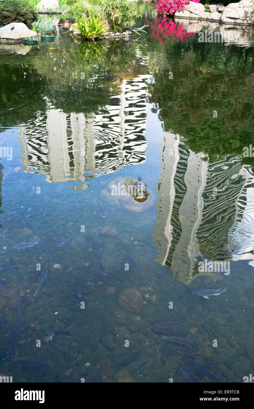 Dh Hong Kong Park CENTRAL HONGKONG Schildkröte Schildkröte im Fischteich in Hong Kong City Park China Asien Parks Stockfoto