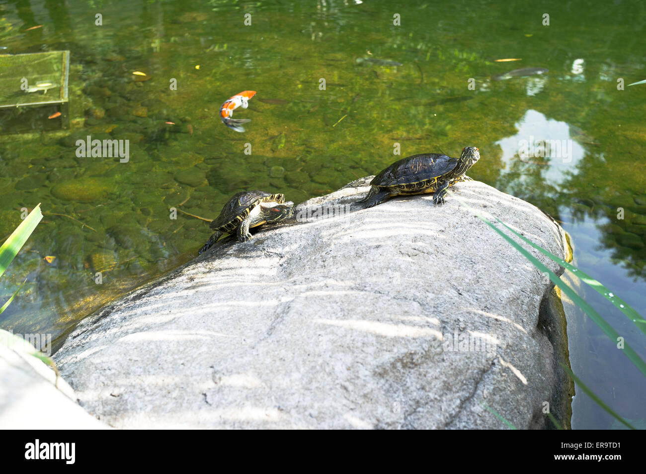 Dh Hong Kong Park CENTRAL HONGKONG Dosenschildkröten Schildkröten auf Rock Fisch Schildkröte im Teich Asien Stockfoto