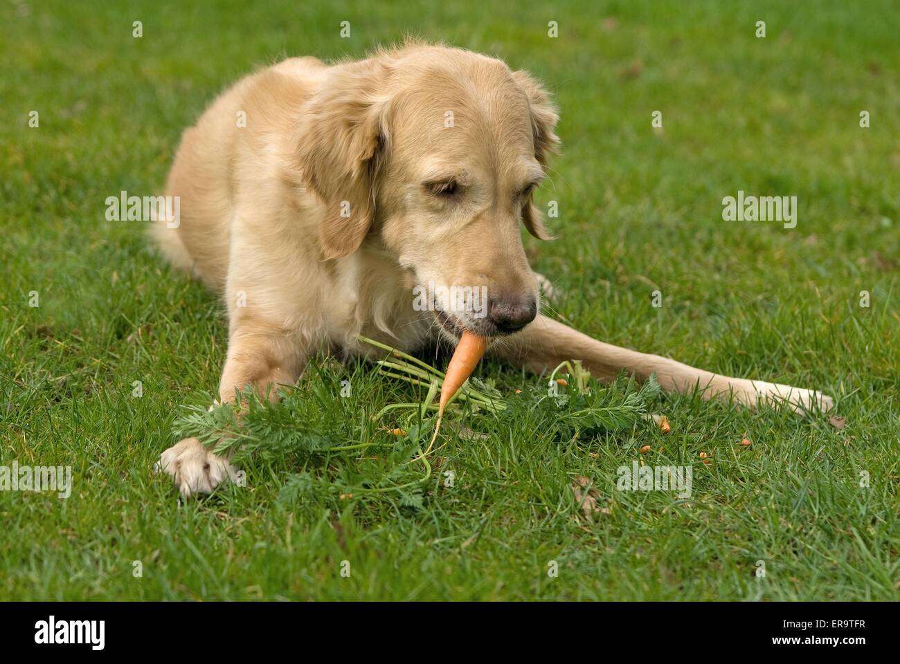 Golden Retriever mit Karotte Stockfoto