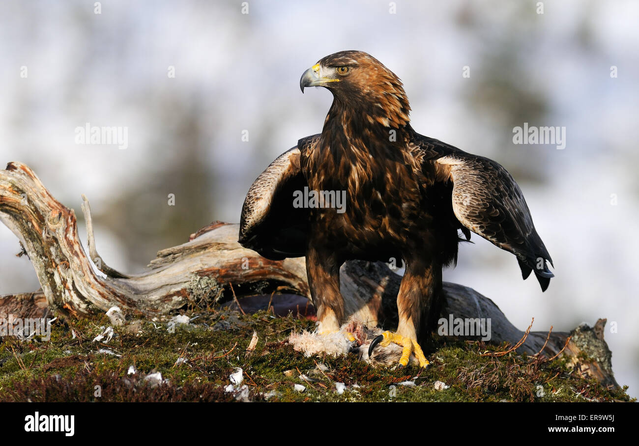 Golden Eagle mit ihren Flügeln teilweise Verbreitung auf den Überresten einer Beute, das ist ein Berg Hase in den Hügeln von Flatanger, Norwegen. Stockfoto