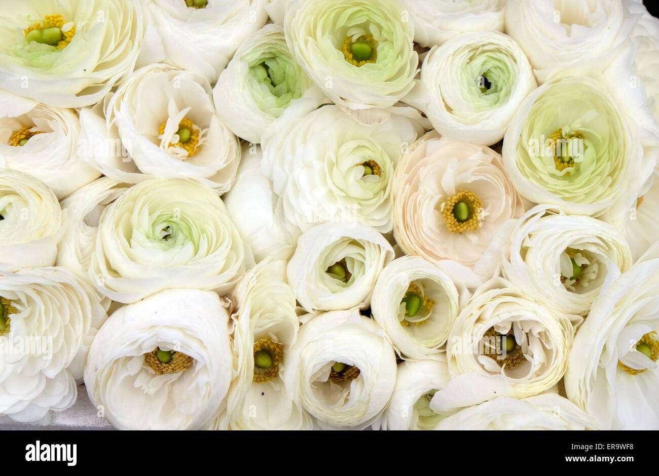 Blumen auf Floraart, 50 Internationale Gartenschau in Zagreb, Kroatien, am 27. Mai 2015 ausgesetzt. Stockfoto