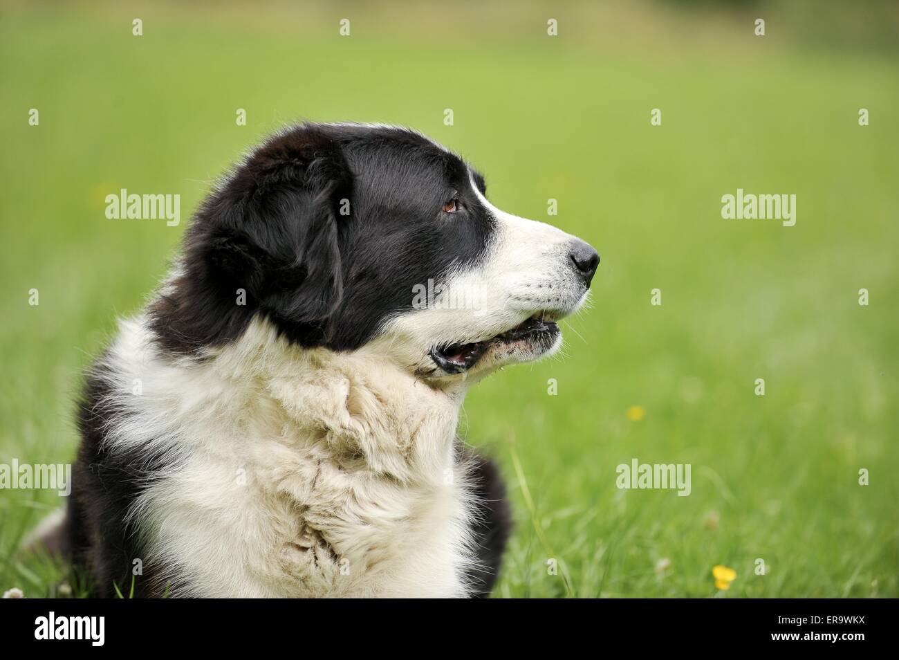 Zentraler Asiatischer Schäferhund Portrait Stockfoto