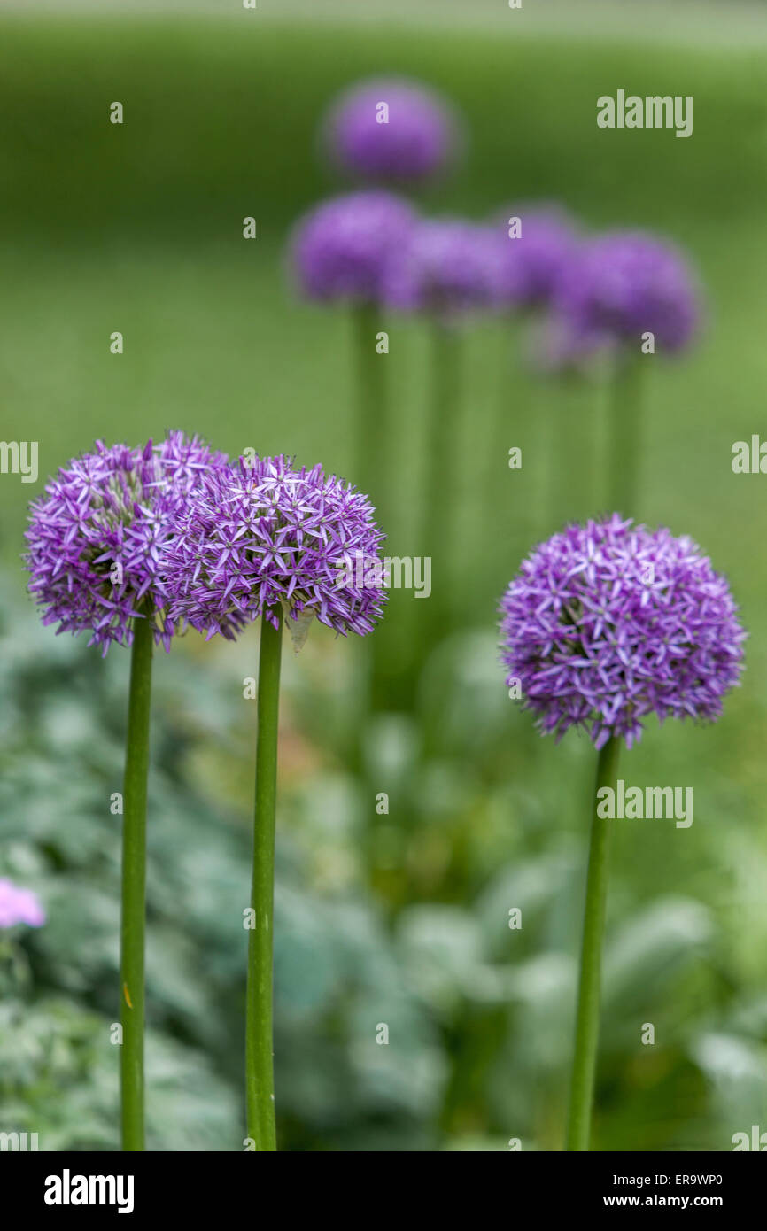 Blütenstand von Allium ´Gladiator´ Stockfoto