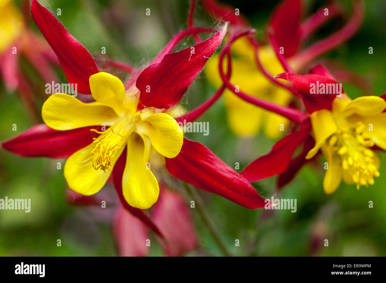 Columbine Aquilegia 'Tequila Sunrise' rot gelbe Blüten Stockfoto