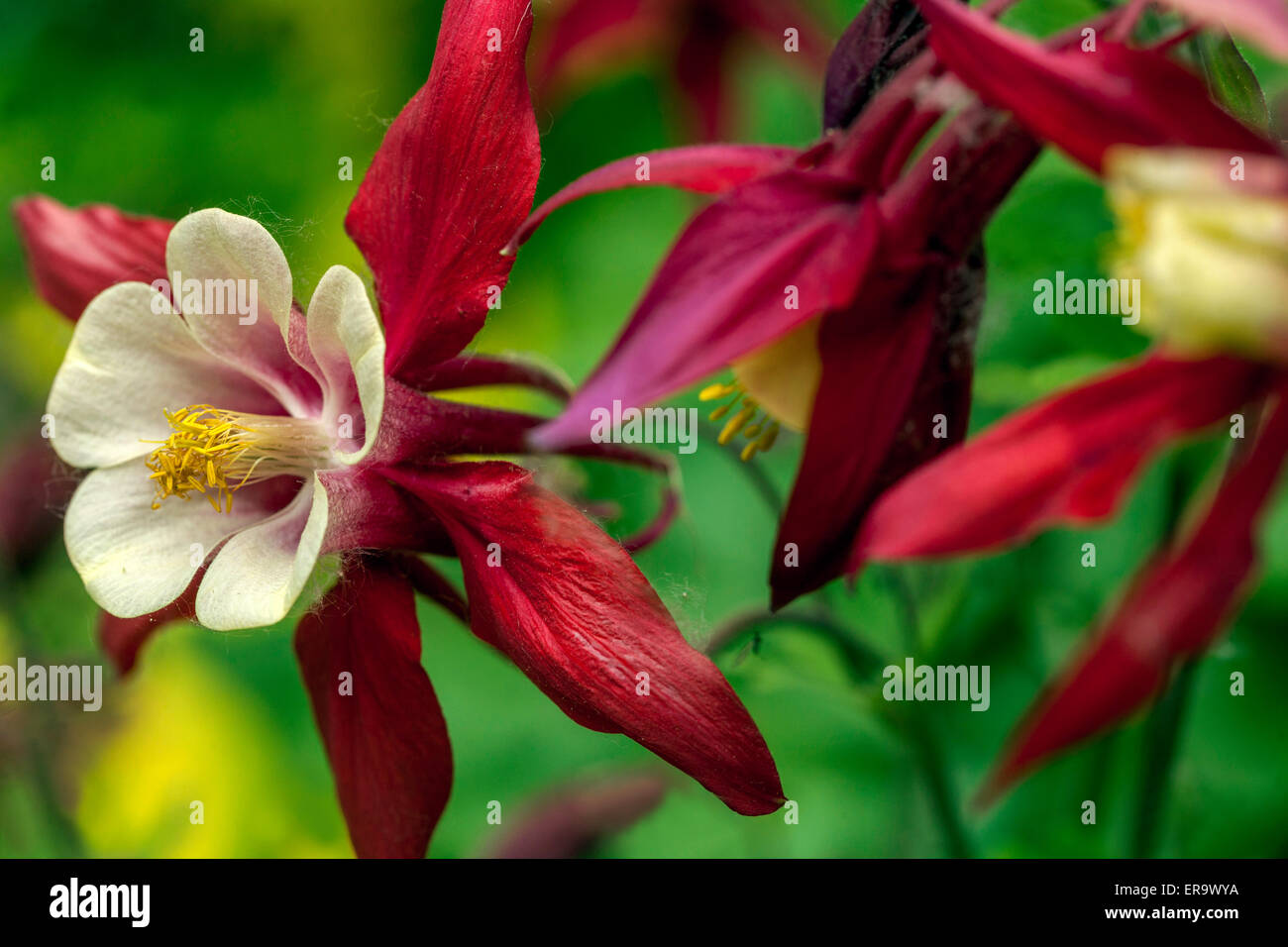 Grannys Motorhaube Rot Akelei Aquilegia vulgaris Nahaufnahme Blume Stockfoto